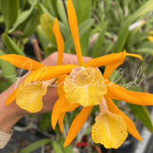 Bc. Golden Glory — Palmer Orchids